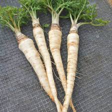 Parsley Root - Edible Landscapes
